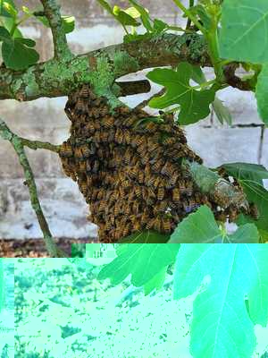 A bee swarm clustered on a branch during removal in Gainesville Florida