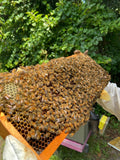 Sarasota Wildflower Honey 1 lb | Florida Brazilian Pepper Honey | Thy Will Bee Done Apiary, Venice FL – view 4
